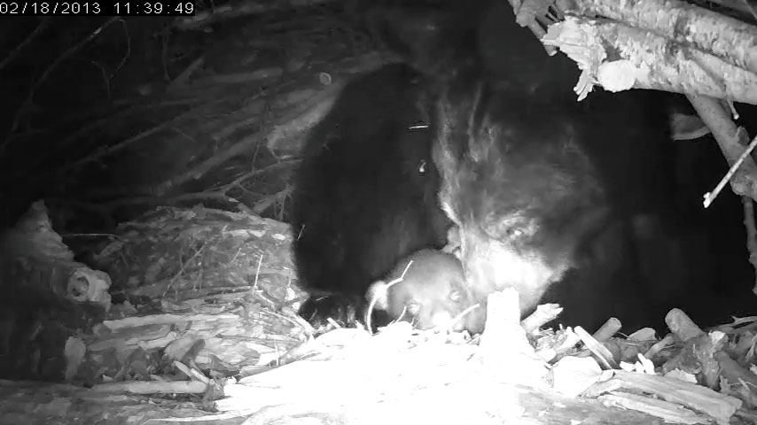 This cub's eyes are SO close to opening!