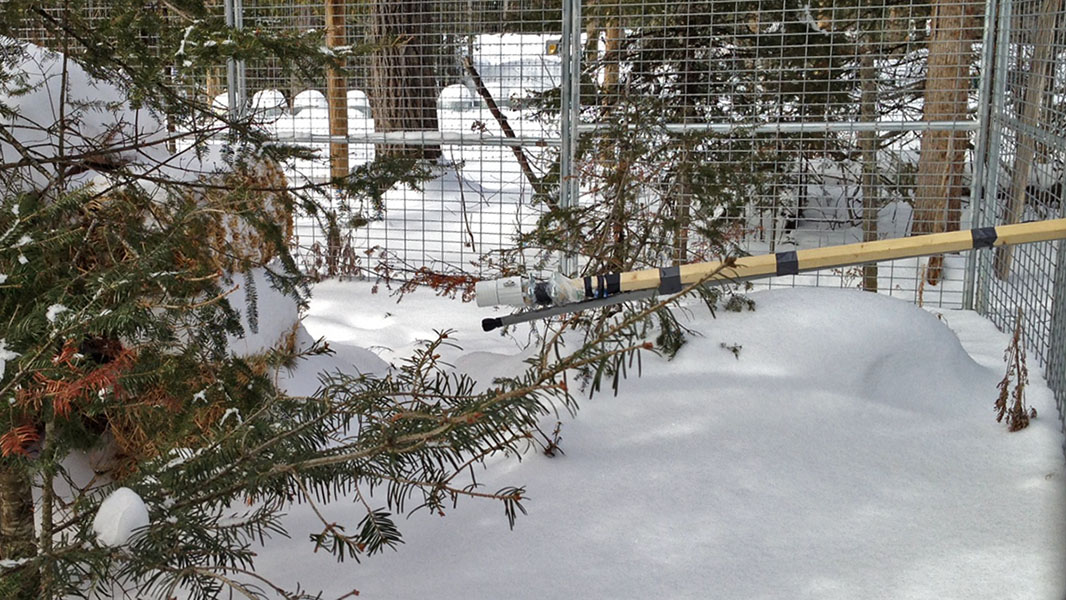 Den Cam being pushed towards hay bales