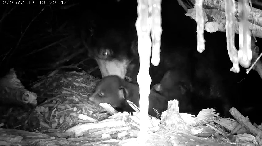 Lily and cubs