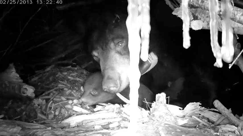 Lily and cubs