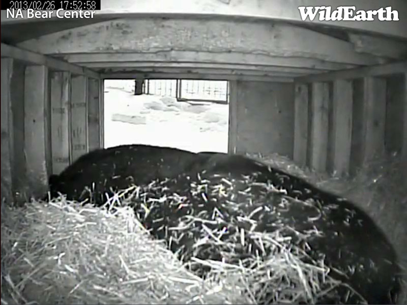 Ted in his den