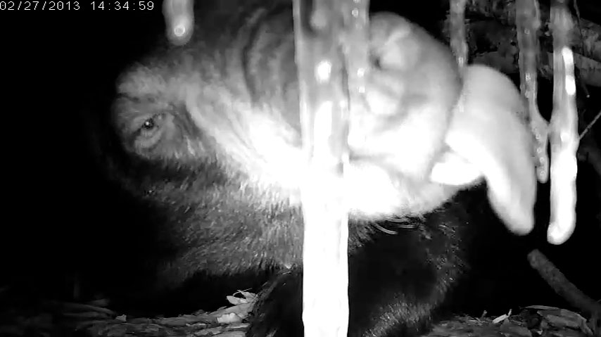 Lily eating icicles