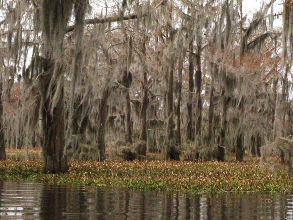 Spanish moss and water hyacinth - Feb 23, 2013