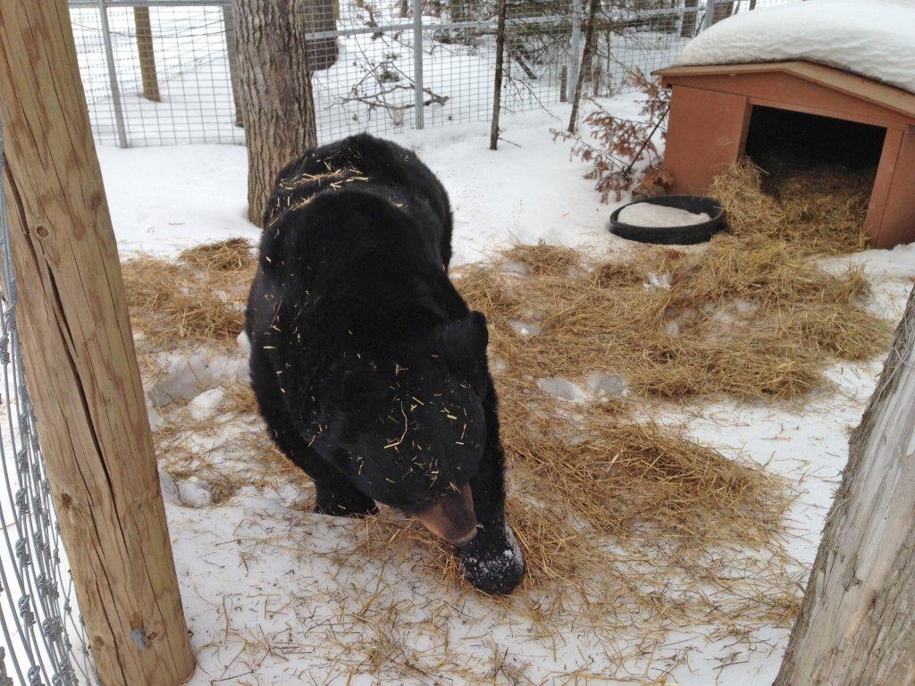 Ted raking straw