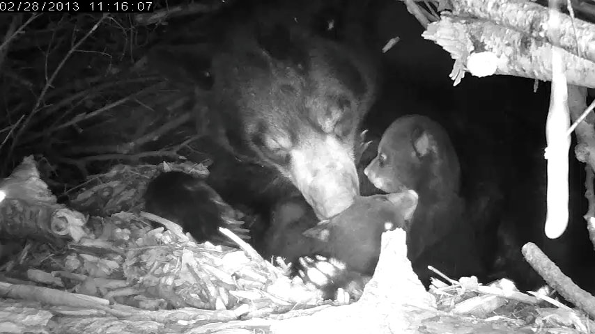 Lily tends to her cubs