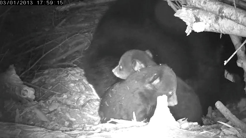 Lily's cubs
