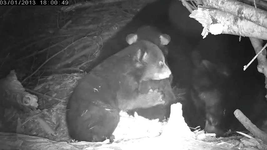Lily's male cub