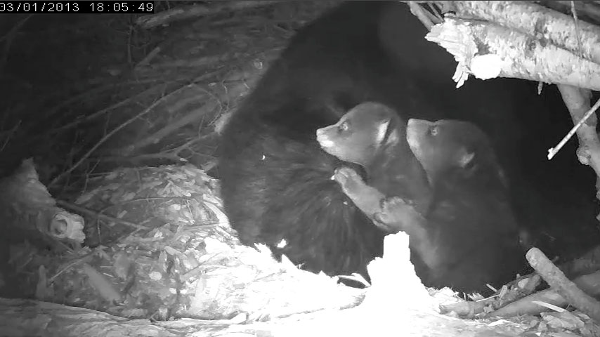 Lily's cubs