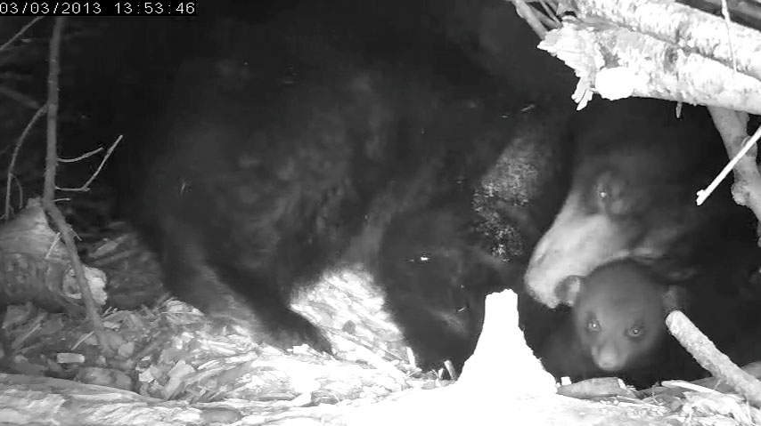 Lily backing into position