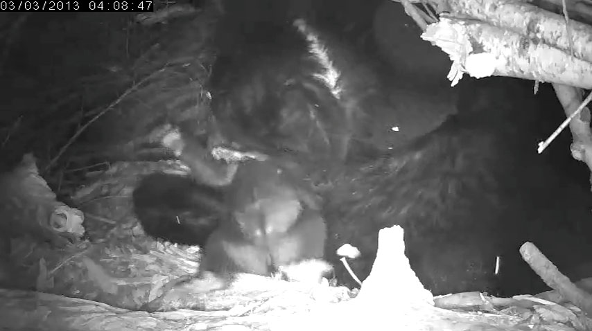 Lily's female cub 'upside over'