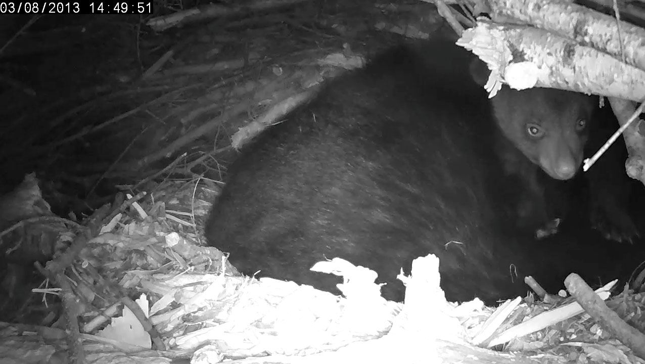 Cub crawls over Lily