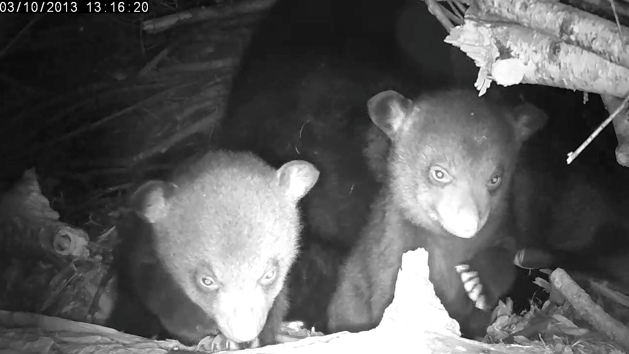 Lily's cubs (female, male)