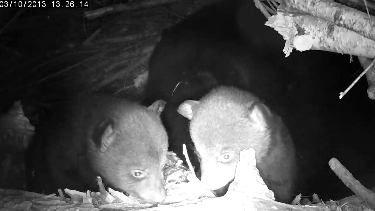 Lily's cubs (male L, female R)