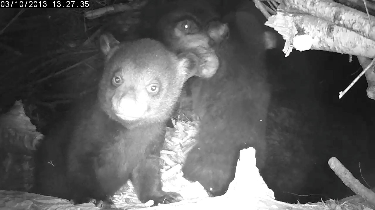Lily 'bear-handles' female cub as male waits his turn