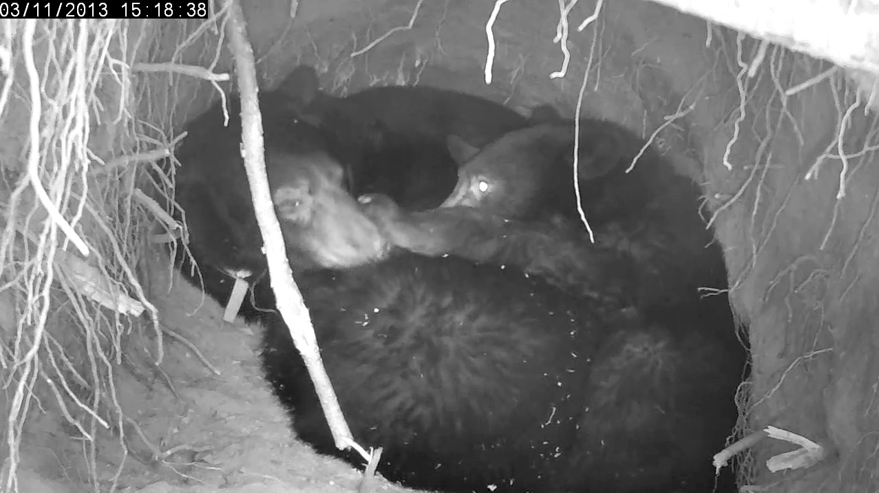 Herbie paws Jewel's muzzle