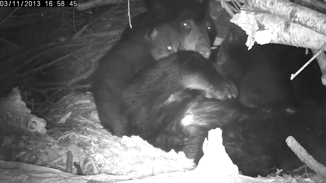 female cub attempting to climb in as male nurses