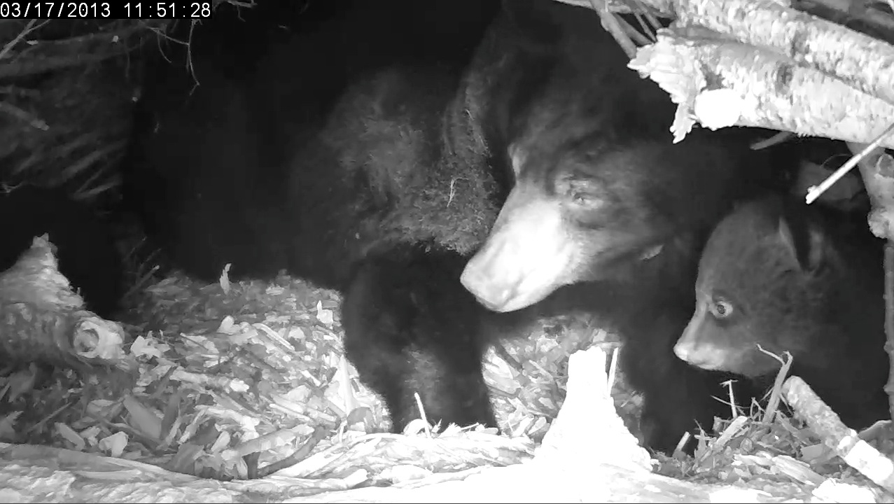 Lily backs into her latrine