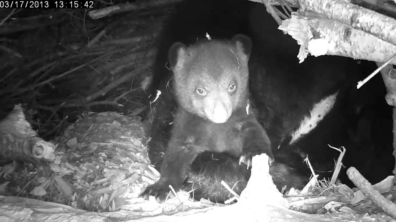 Lily's foreleg no longer corrals this cub!