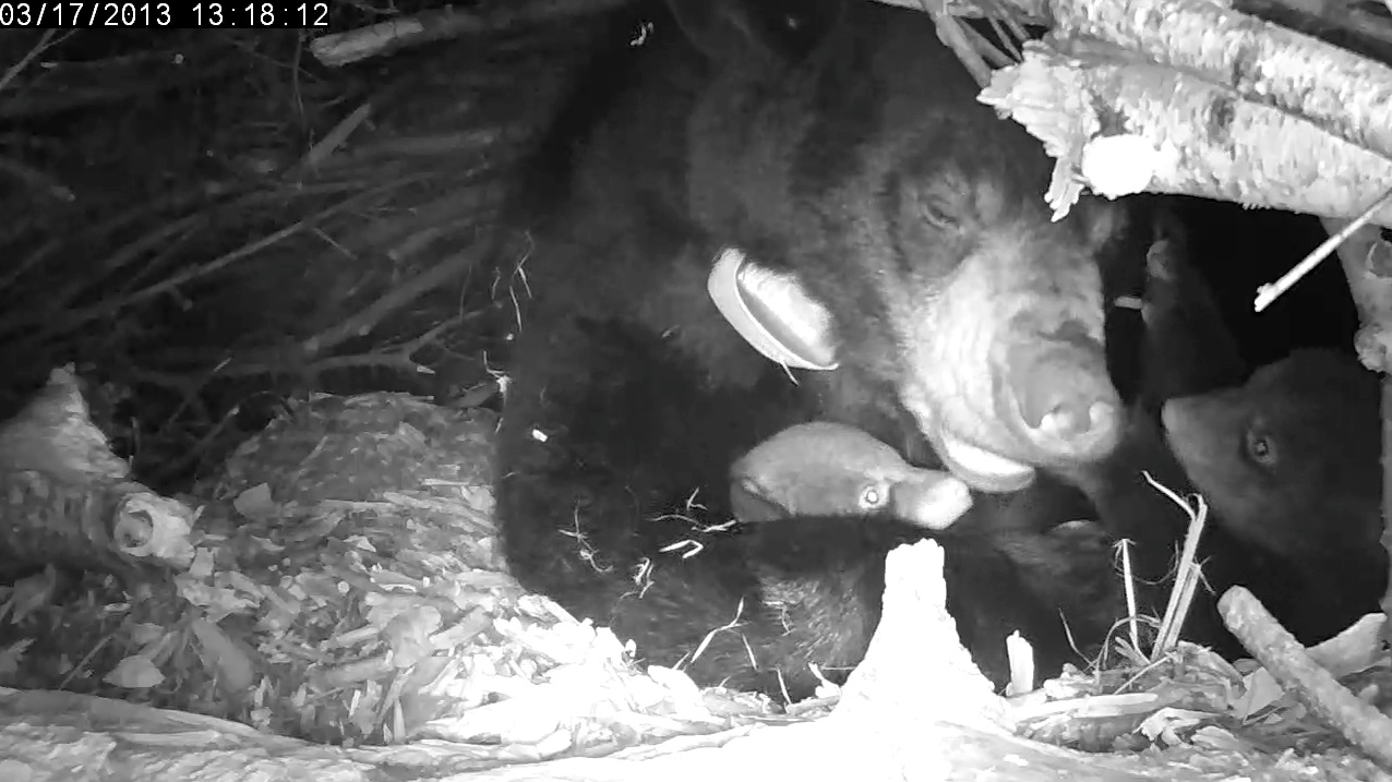 Lily mouths a cub's leg