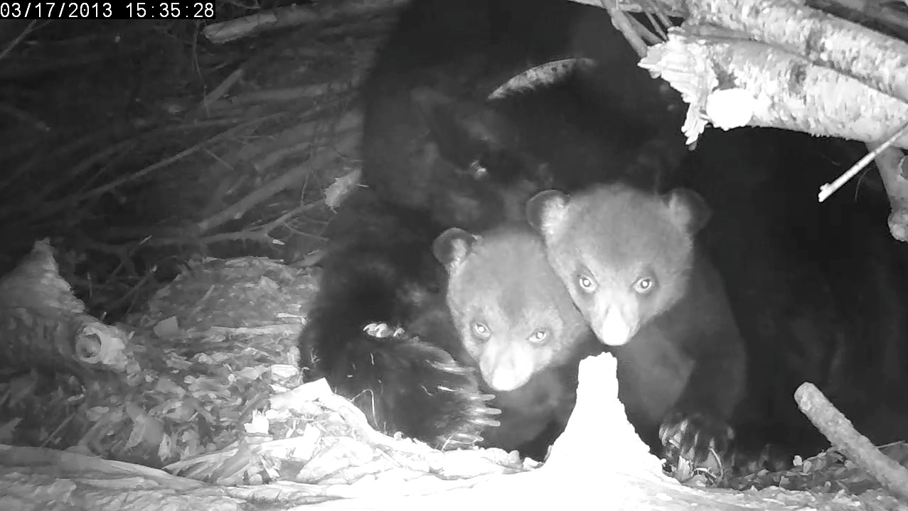 Cub face and ear comparison