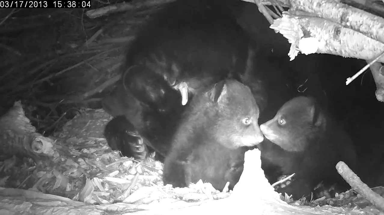 Cub profile comparison