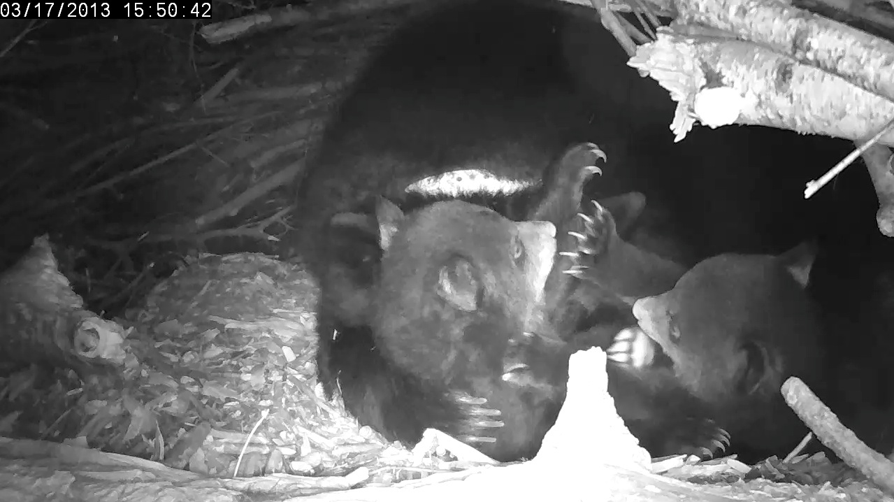 Cubs play while Lily snoozes