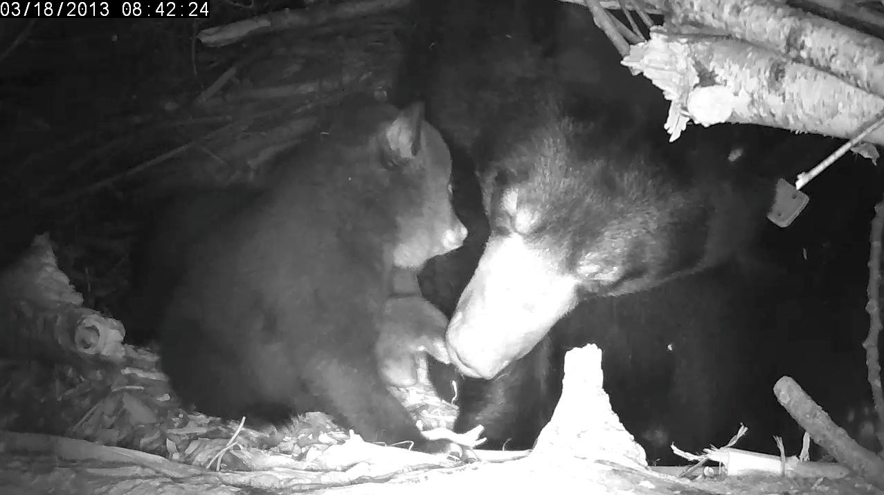Lily and cub
