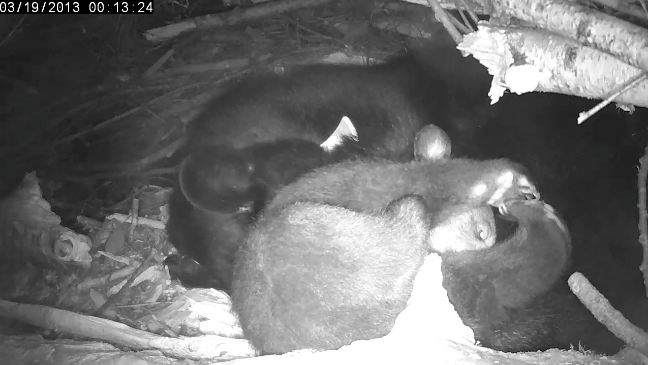 Male cub counts toes as Lily sleeps