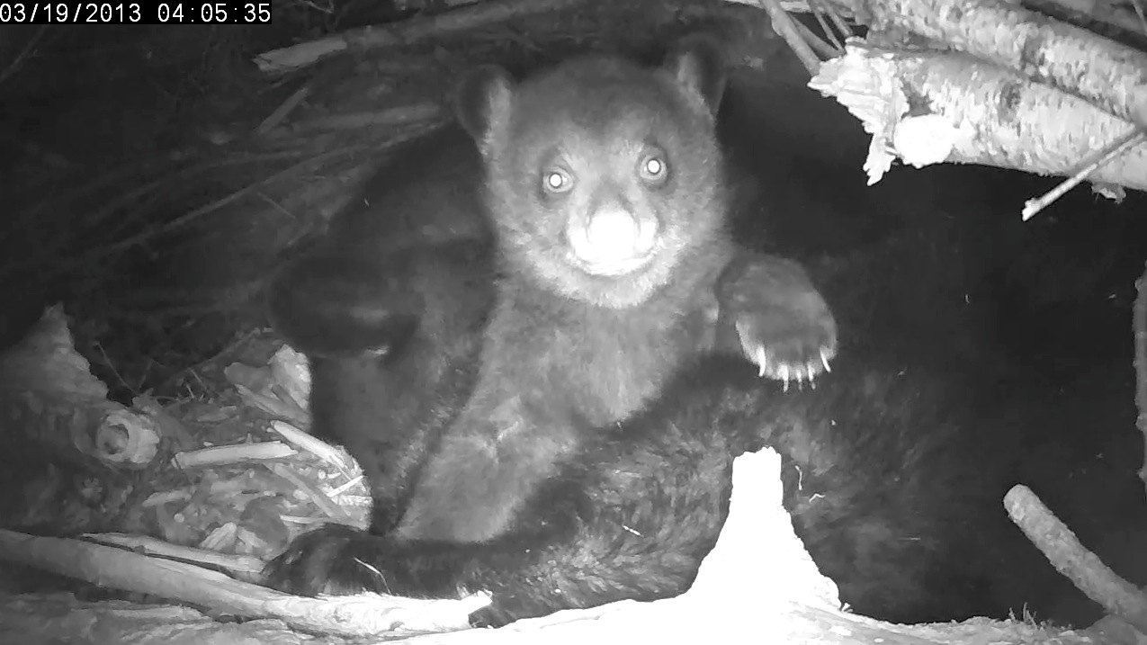 Male cub is an early riser