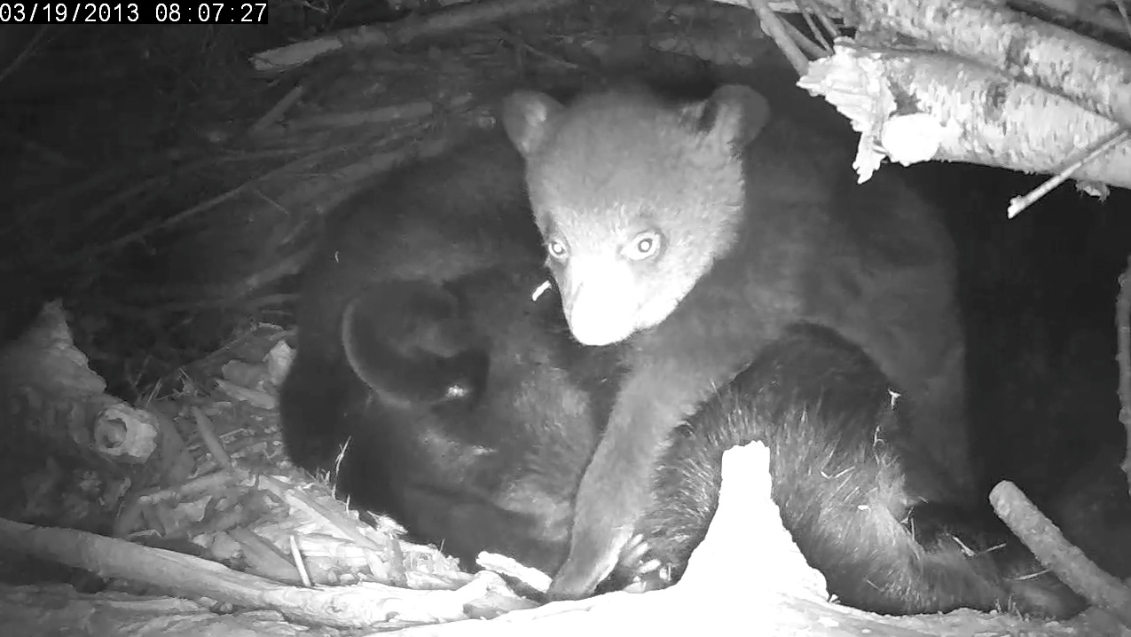Female cub just hanging out
