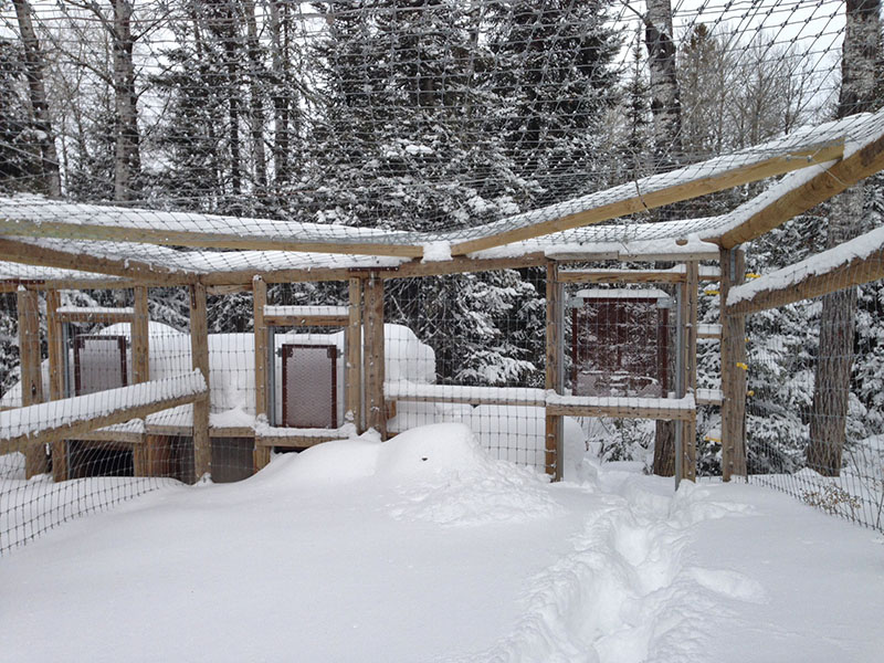 Lucky's den nearly buried with snow