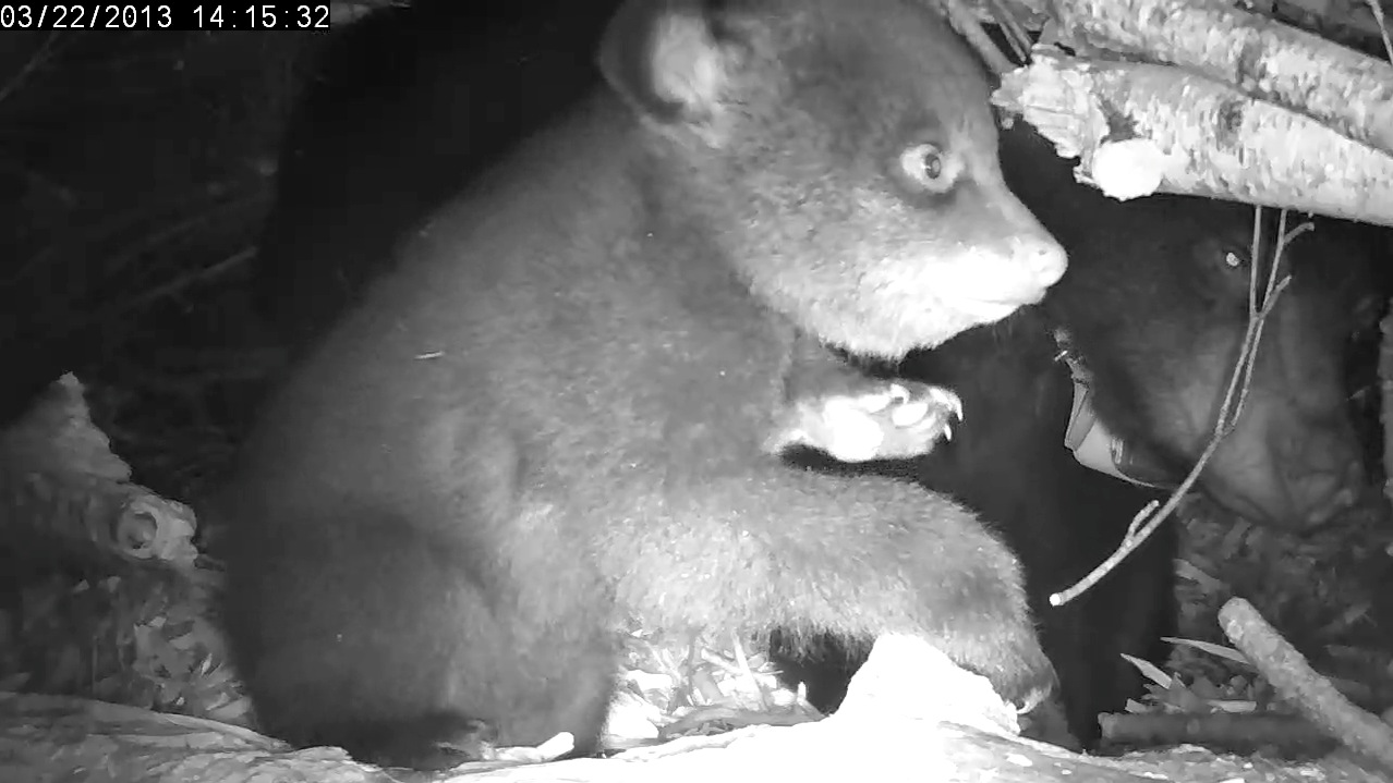 Cubs are active!  