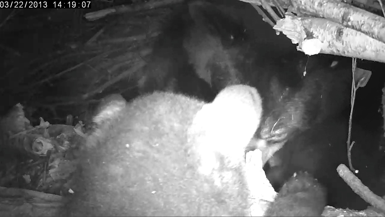 Cub climbs up to the den bed