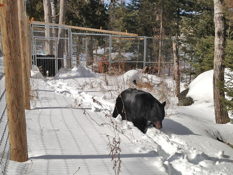 Lucky returns to his den - Ted in background  