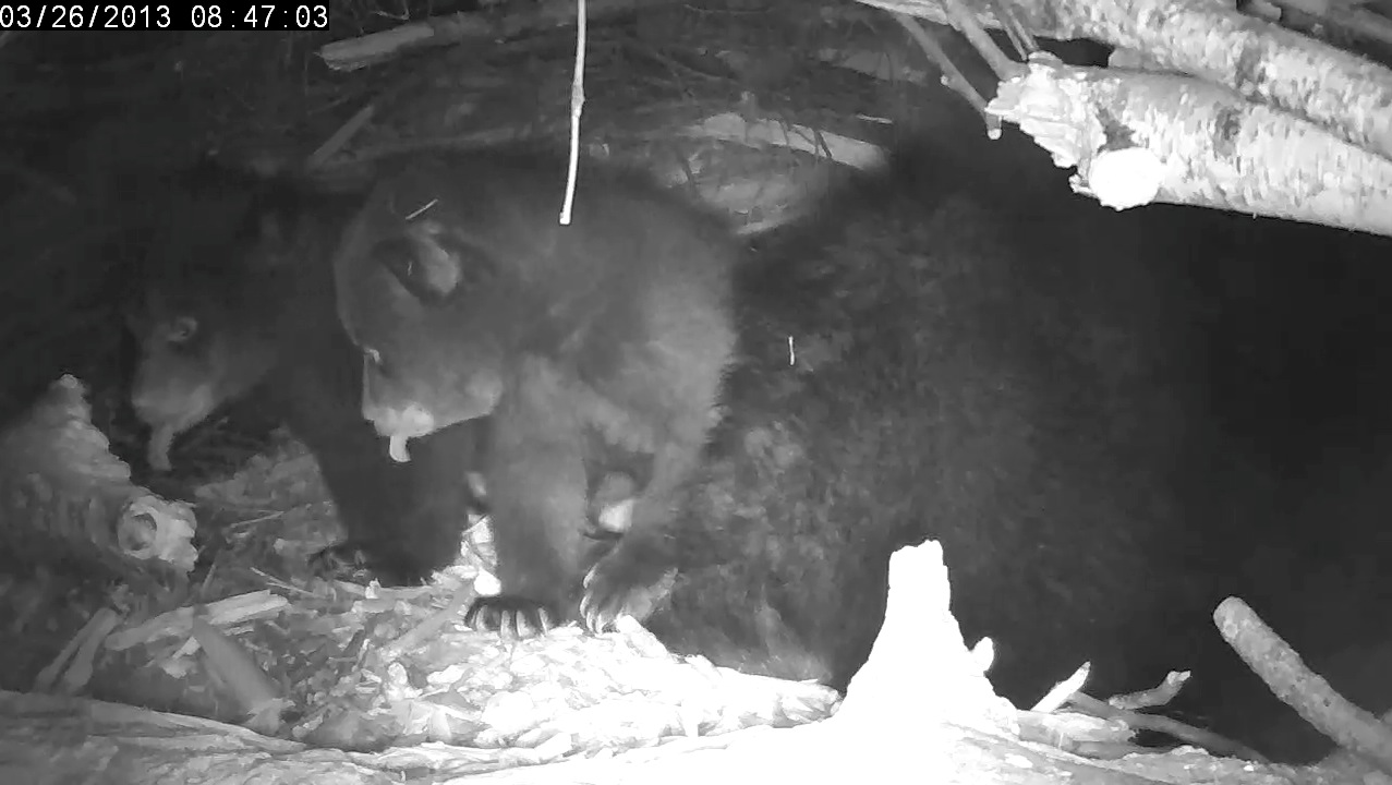 Synchronized yawning