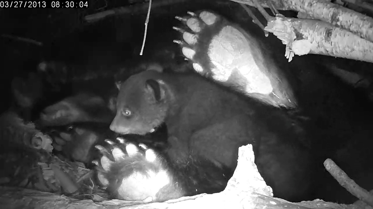 Cub framed by Lily's hind feet