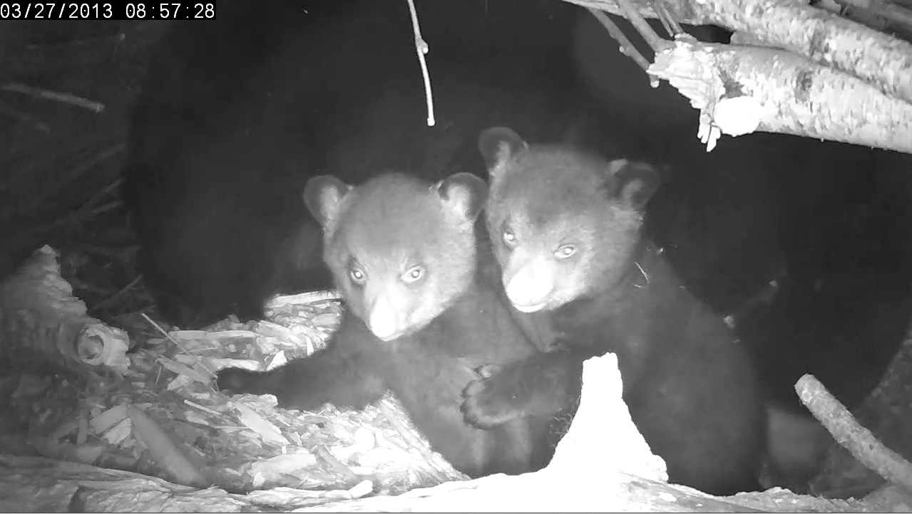 Compare Ellie and Eli