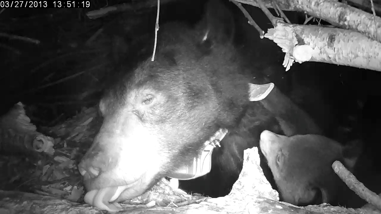Lily licks water off log