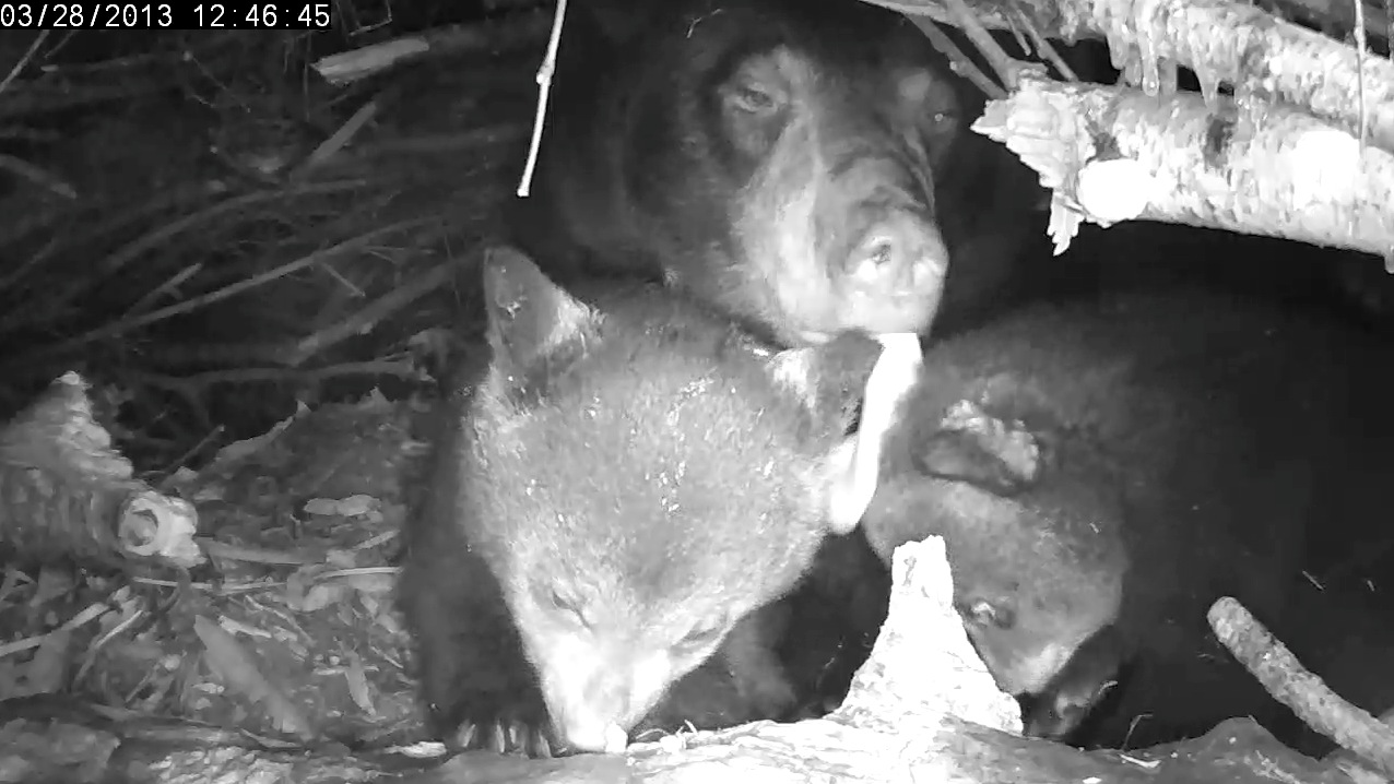 Lily tries to keep active cubs dry