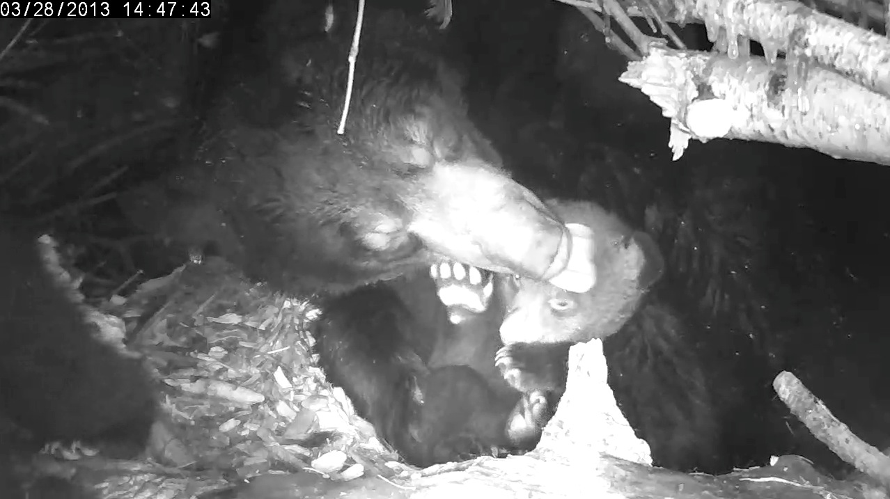Lily licks water off a cub  