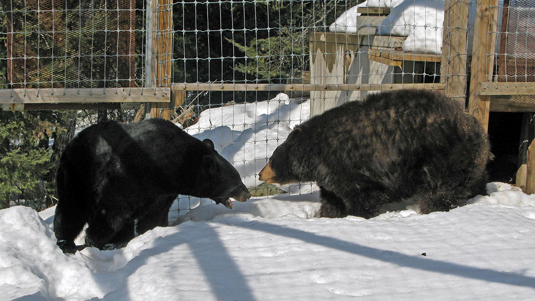 Lucky pleads with Honey