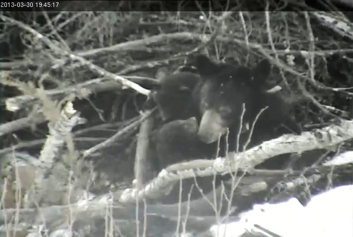 Lily and cubs outside