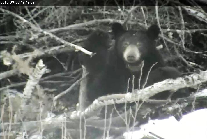 Lily and cubs outside