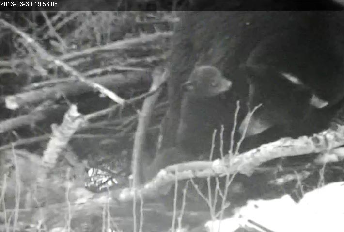 Lily and cubs outside