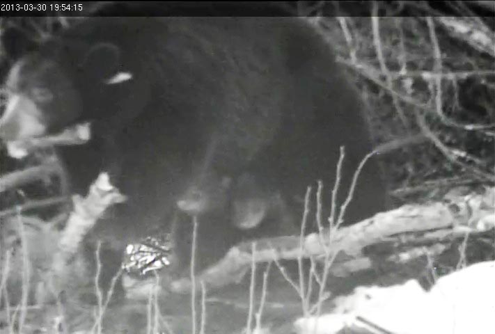 Lily and cubs outside