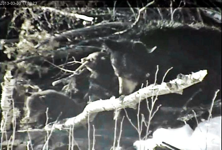 Lily and cubs outside the den
