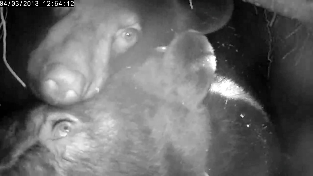 Jewel eyes a yearling