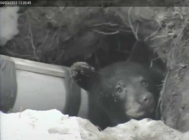 A yearling peers out