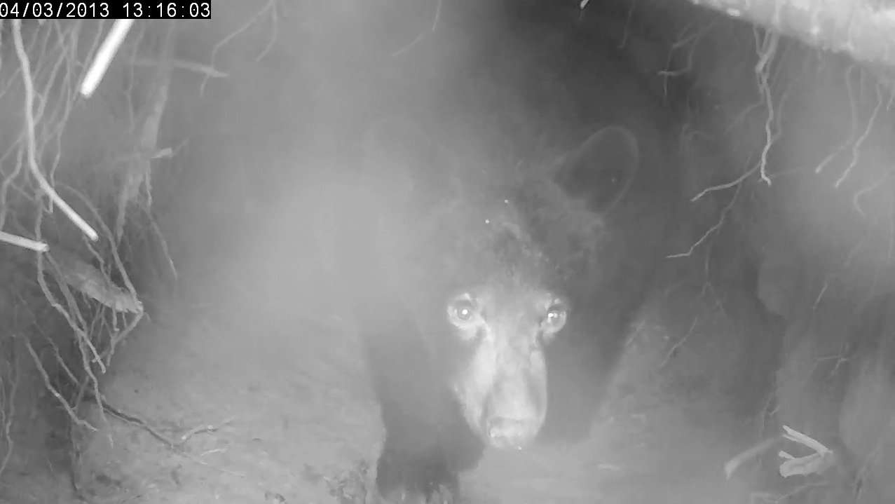 Herbie—last one to leave the den