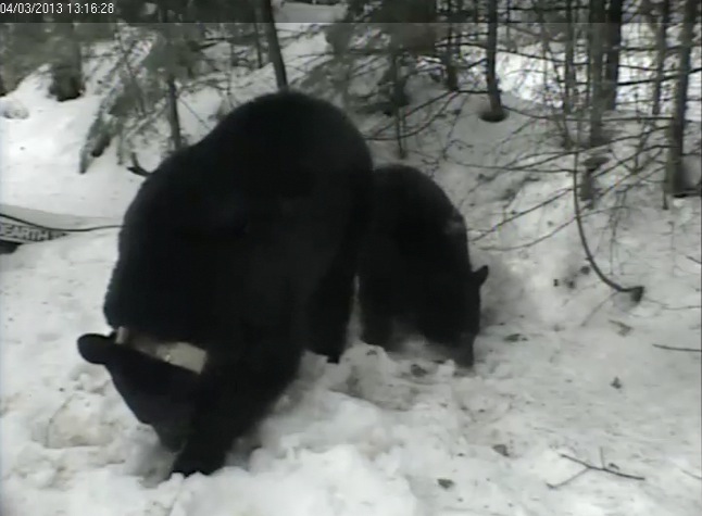 Jewel and yearling out eating snow